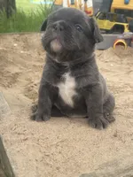 Milo, a male French Bulldog for sale in Prairie du Chien, WI – 1 of 4
