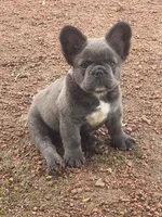 Health Clear Milo (fluffy), a male French Bulldog for sale in Prairie du Chien, WI – 6 of 8