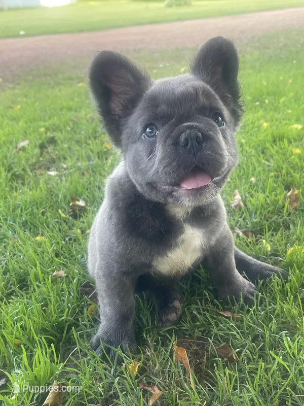 Milo (fluffy) – French Bulldog puppy for sale in Prairie du Chien, WI