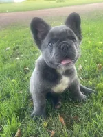 Health Clear Milo (fluffy), a male French Bulldog for sale in Prairie du Chien, WI – 2 of 8
