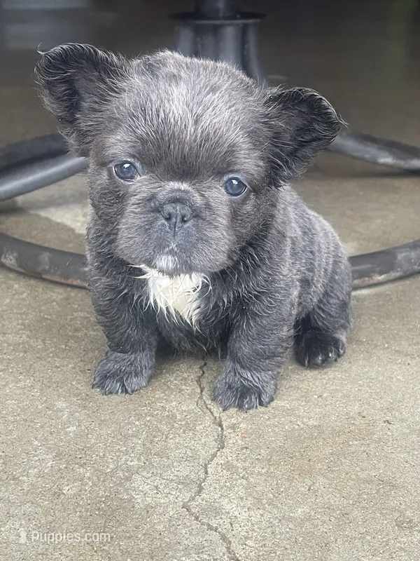Haley (fluffy) – French Bulldog puppy for sale in Prairie du Chien, WI