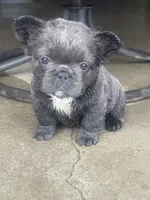 Haley (fluffy), a female French Bulldog for sale in Prairie du Chien, WI – 1 of 7