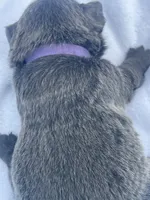 Haley, a female French Bulldog for sale in Prairie du Chien, WI – 4 of 6
