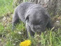Haley, a female French Bulldog for sale in Prairie du Chien, WI – 2 of 6