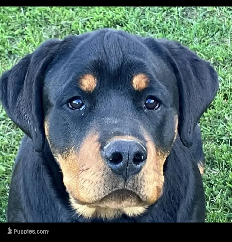 Lucy – Rottweiler puppy for sale in Prairie du Chien, WI