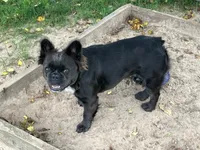 Stella, a female French Bulldog for sale in Prairie du Chien, WI – 3 of 5