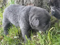 Haley, a female French Bulldog for sale in Prairie du Chien, WI – 5 of 6