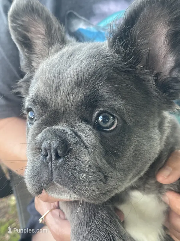 Health Clear Milo (fluffy) – French Bulldog puppy for sale in Prairie du Chien, WI