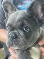 Health Clear Milo (fluffy), a male French Bulldog for sale in Prairie du Chien, WI – 1 of 8