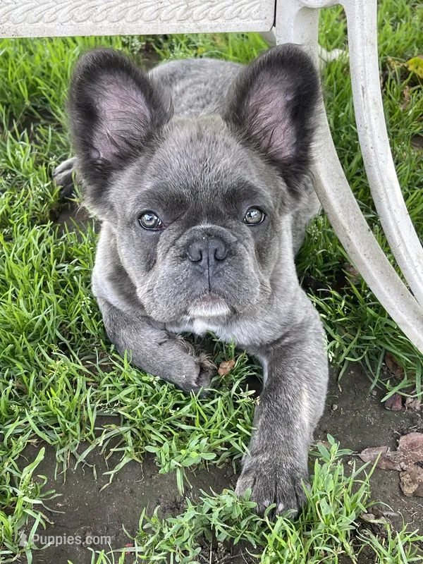 Health Clear Milo (fluffy) – French Bulldog puppy for sale in Prairie du Chien, WI