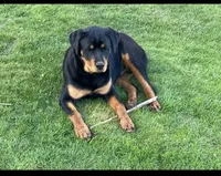 Lucy, a female Rottweiler for sale in Prairie du Chien, WI – 4 of 4