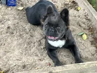 Stella, a female French Bulldog for sale in Prairie du Chien, WI – 4 of 5
