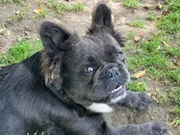 Stella, a female French Bulldog for sale in Prairie du Chien, WI – 2 of 5