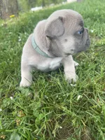 Pibbles, a male French Bulldog for sale in Prairie du Chien, WI – 5 of 5