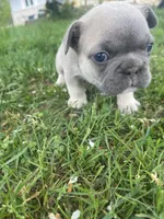 Pibbles, a male French Bulldog for sale in Prairie du Chien, WI – 4 of 5