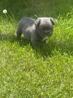 Milo (fluffy), a male French Bulldog for sale in Prairie du Chien, WI – 6 of 7