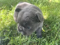 Haley, a female French Bulldog for sale in Prairie du Chien, WI – 3 of 6