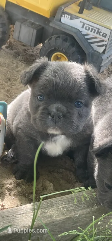 Milo – French Bulldog puppy for sale in Prairie du Chien, WI
