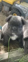 Milo (fluffy), a male French Bulldog for sale in Prairie du Chien, WI – 1 of 7