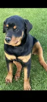 Lucy, a female Rottweiler for sale in Prairie du Chien, WI – 2 of 4