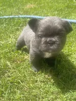 Haley, a female French Bulldog for sale in Prairie du Chien, WI – 6 of 6