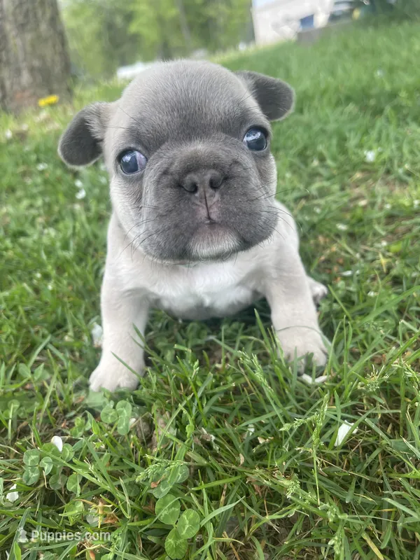 Pibbles – French Bulldog puppy for sale in Prairie du Chien, WI