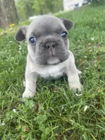 Pibbles, a male French Bulldog for sale in Prairie du Chien, WI – 1 of 5