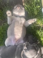 Pibbles, a male French Bulldog for sale in Prairie du Chien, WI – 2 of 5