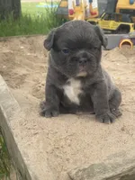 Milo, a male French Bulldog for sale in Prairie du Chien, WI – 4 of 4