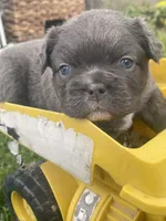 Milo, a male French Bulldog for sale in Prairie du Chien, WI – 2 of 4