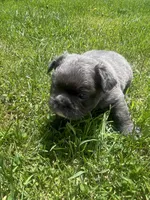 Milo (fluffy), a male French Bulldog for sale in Prairie du Chien, WI – 7 of 7