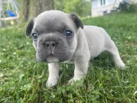Pibbles, a male French Bulldog for sale in Prairie du Chien, WI – 3 of 5