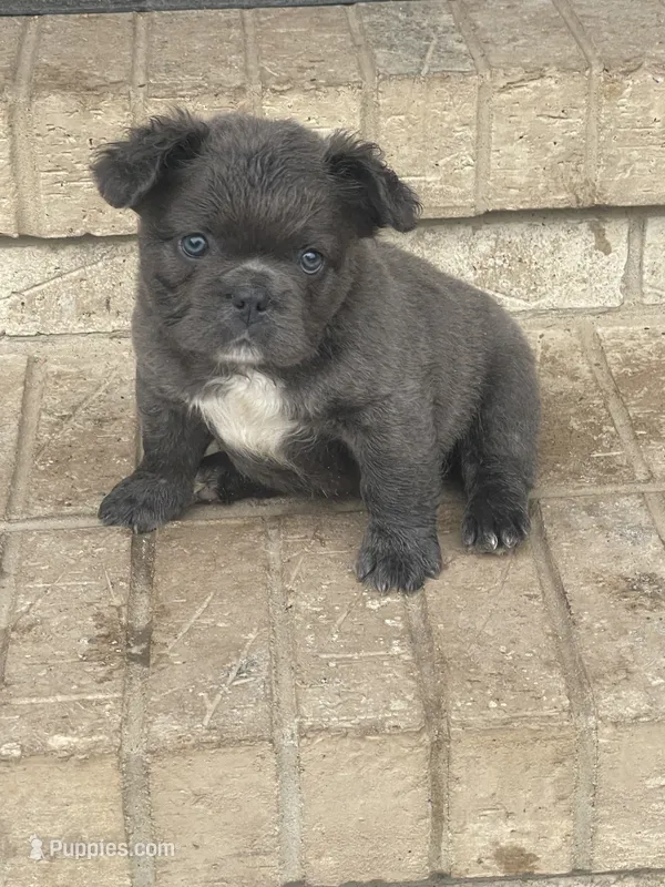 Milo (fluffy) – French Bulldog puppy for sale in Prairie du Chien, WI