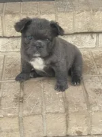Health Clear Milo (fluffy), a male French Bulldog for sale in Prairie du Chien, WI – 3 of 8