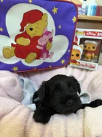 "Euyore", a male Miniature Schnauzer for sale in Cincinnati, OH – 5 of 6