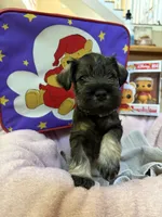 "Roo", a female Miniature Schnauzer for sale in Cincinnati, OH – 2 of 7