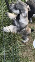 "Roo", a female Miniature Schnauzer for sale in Cincinnati, OH – 3 of 10