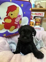 "Owl", a male Miniature Schnauzer for sale in Cincinnati, OH – 1 of 7
