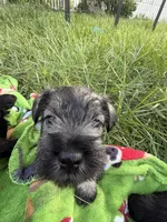 "Roo", a female Miniature Schnauzer for sale in Cincinnati, OH – 7 of 7