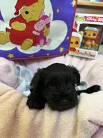 "Euyore", a male Miniature Schnauzer for sale in Cincinnati, OH – 4 of 6