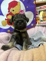 "Roo", a female Miniature Schnauzer for sale in Cincinnati, OH – 4 of 7