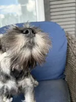 "Roo", a female Miniature Schnauzer for sale in Cincinnati, OH – 3 of 10