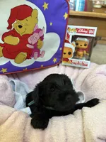 "Euyore", a male Miniature Schnauzer for sale in Cincinnati, OH – 2 of 6