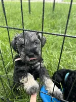 "Piglett", a female Miniature Schnauzer for sale in Cincinnati, OH – 3 of 8