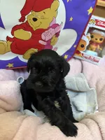 "Owl", a male Miniature Schnauzer for sale in Cincinnati, OH – 2 of 7