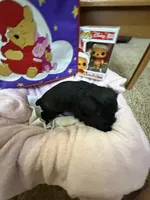 "Tigger", a male Miniature Schnauzer for sale in Cincinnati, OH – 6 of 6