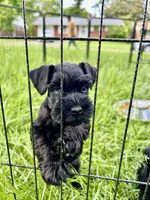 "Tigger", a male Miniature Schnauzer for sale in Cincinnati, OH – 2 of 6