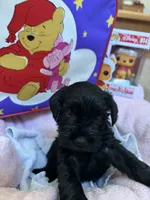 "Owl", a male Miniature Schnauzer for sale in Cincinnati, OH – 3 of 7
