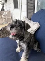 "Roo", a female Miniature Schnauzer for sale in Cincinnati, OH – 2 of 10