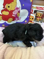 "Euyore", a male Miniature Schnauzer for sale in Cincinnati, OH – 3 of 6